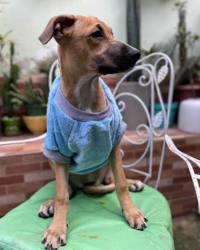 Cachorro raça SRD-ViraLata idade 2 a 6 meses nome Laís 