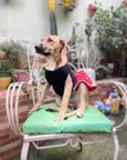 Laís 