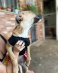 Laís 