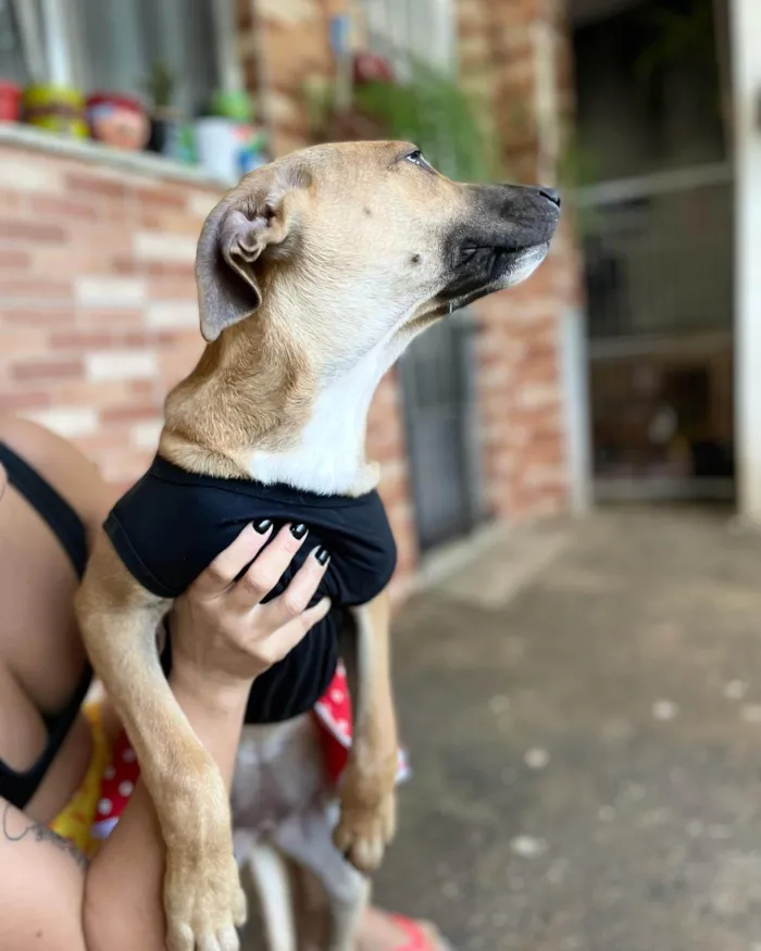 Cachorro raça SRD-ViraLata idade 2 a 6 meses nome Laís 