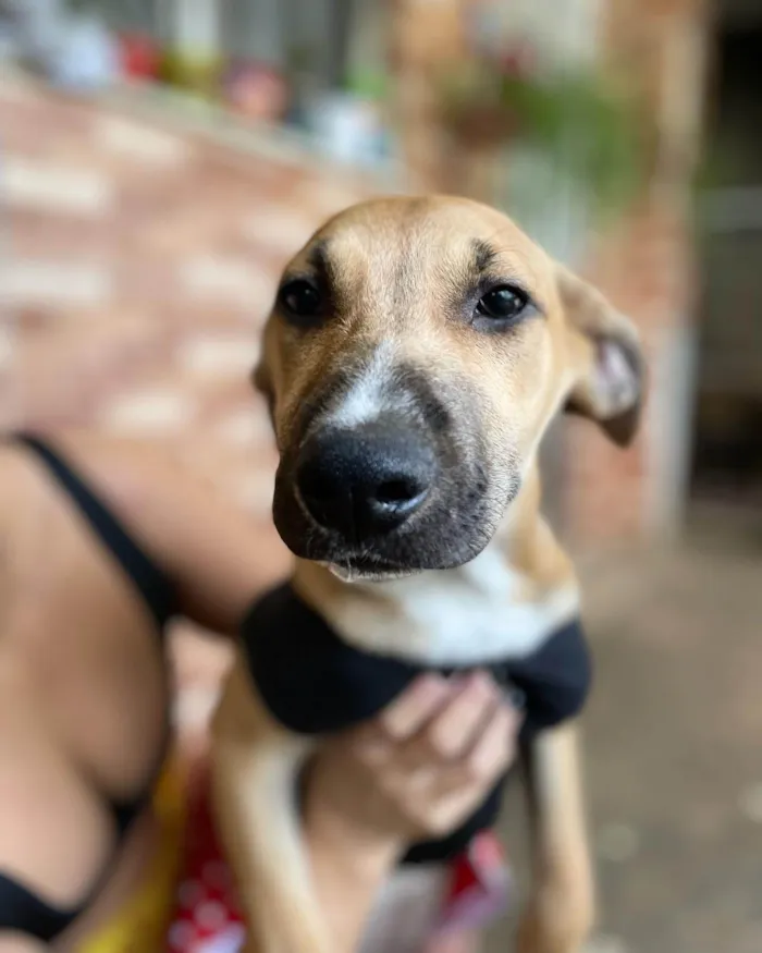 Cachorro raça SRD-ViraLata idade 2 a 6 meses nome Laís 