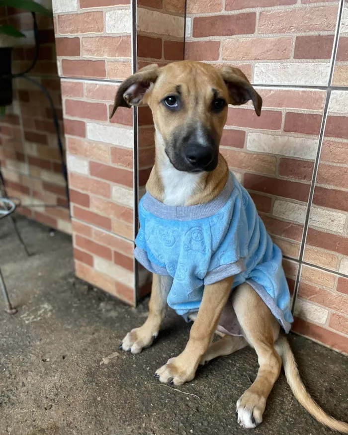Cachorro raça SRD-ViraLata idade 2 a 6 meses nome Laís 