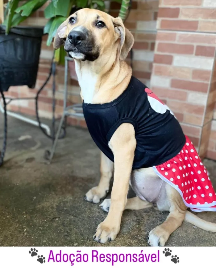 Cachorro raça SRD-ViraLata idade 2 a 6 meses nome Laís 