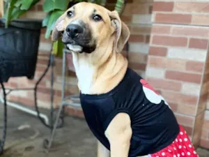 Cachorro raça SRD-ViraLata idade 2 a 6 meses nome Laís 