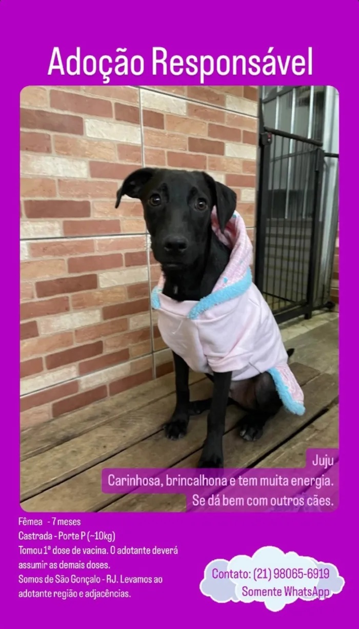 Cachorro raça SRD-ViraLata idade 7 a 11 meses nome Juju