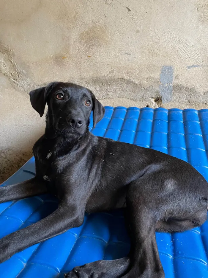 Cachorro raça SRD-ViraLata idade 7 a 11 meses nome Juju