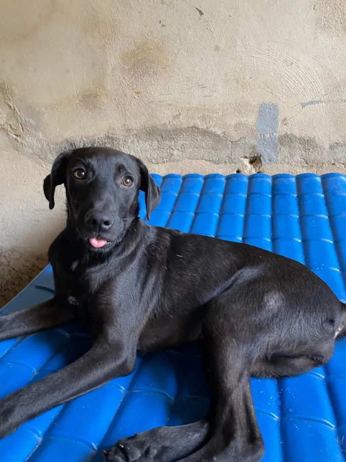 Cachorro raça SRD-ViraLata idade 7 a 11 meses nome Juju