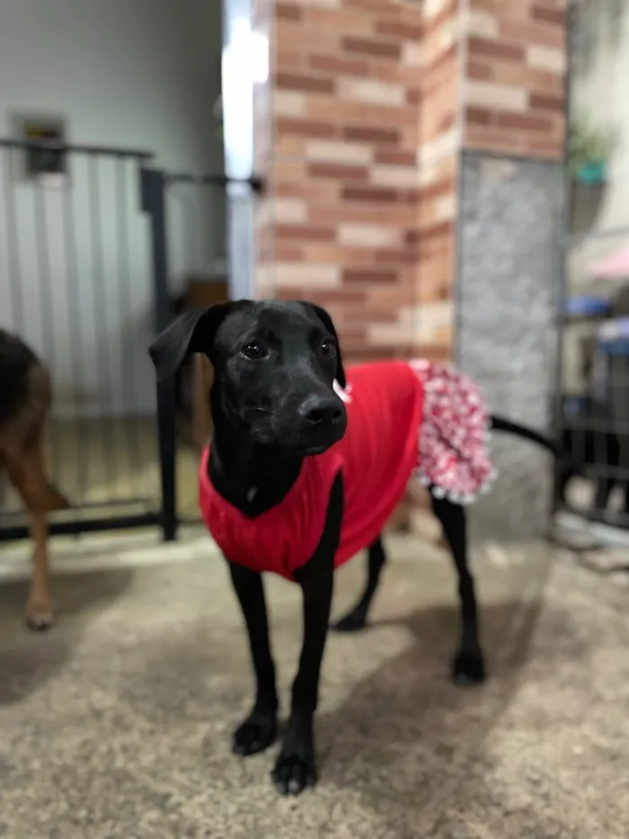 Cachorro raça SRD-ViraLata idade 7 a 11 meses nome Juju