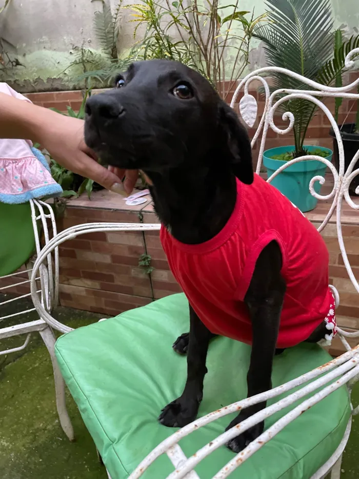 Cachorro raça SRD-ViraLata idade 7 a 11 meses nome Juju