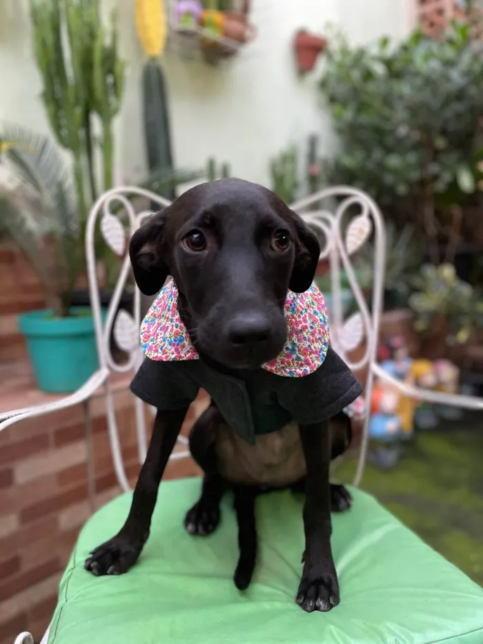 Cachorro raça SRD-ViraLata idade 7 a 11 meses nome Juju