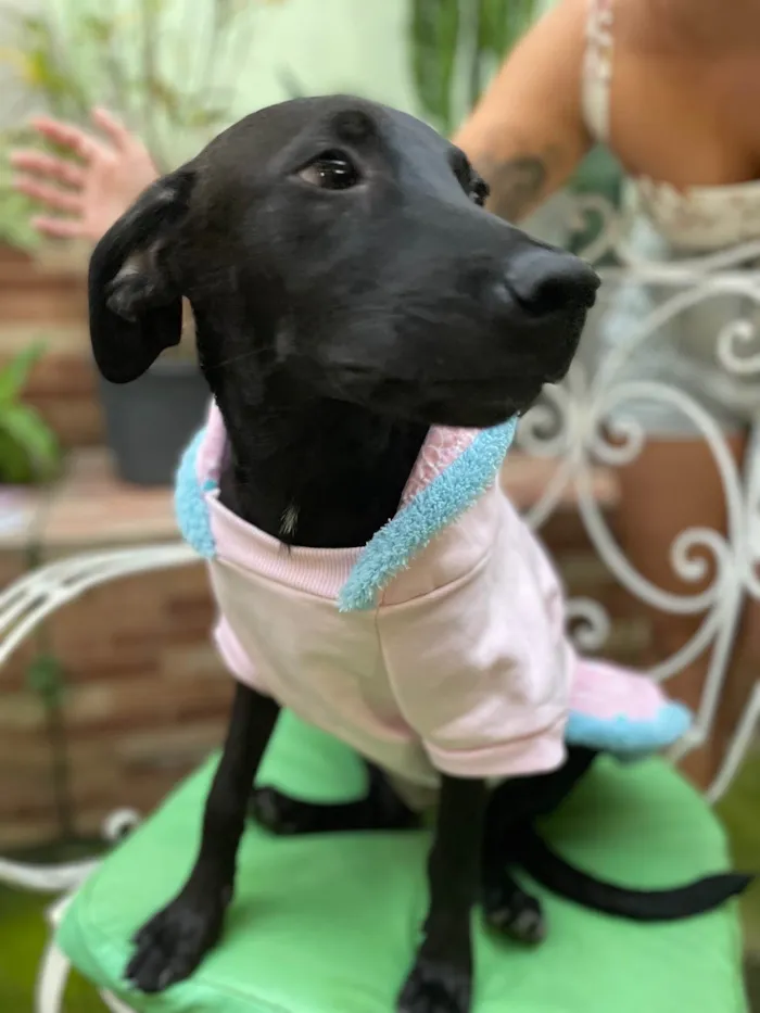 Cachorro raça SRD-ViraLata idade 7 a 11 meses nome Juju