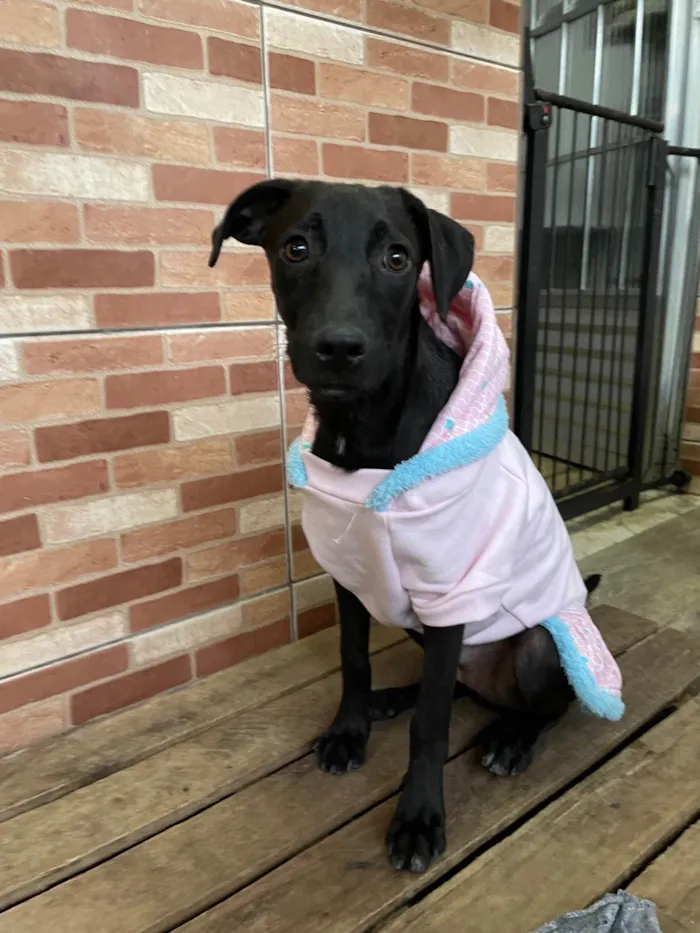 Cachorro raça SRD-ViraLata idade 7 a 11 meses nome Juju