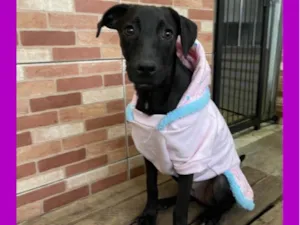 Cachorro raça SRD-ViraLata idade 7 a 11 meses nome Juju