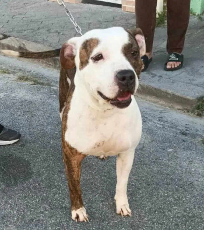 Cachorro raça Mestiça idade 5 anos nome Luna