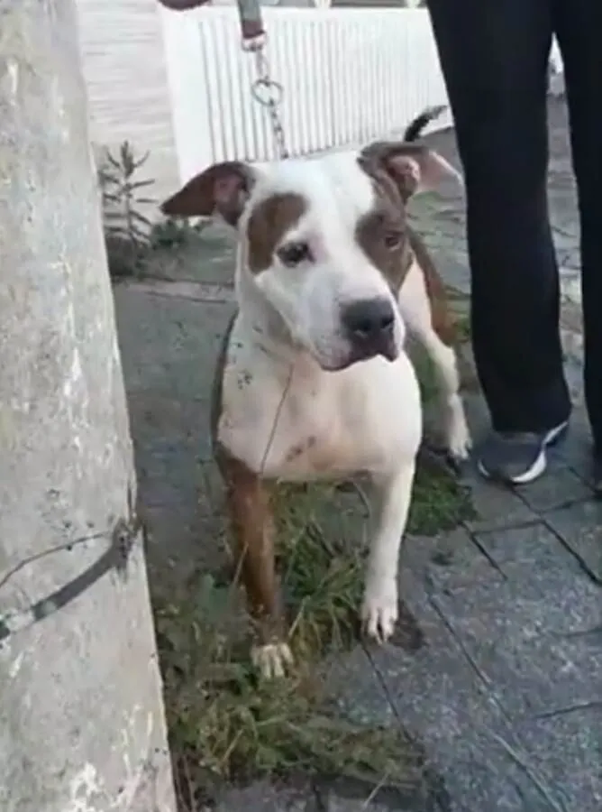 Cachorro raça Mestiça idade 5 anos nome Luna