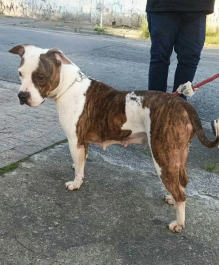 Cachorro raça Mestiça idade 5 anos nome Luna