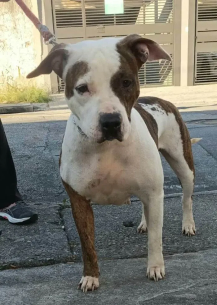 Cachorro raça Mestiça idade 5 anos nome Luna