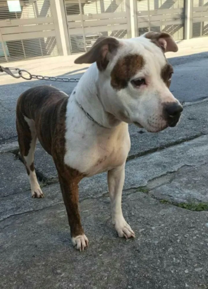 Cachorro raça Mestiça idade 5 anos nome Luna