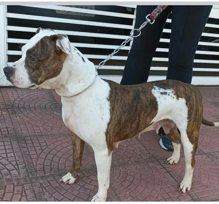 Cachorro raça Mestiça idade 5 anos nome Luna