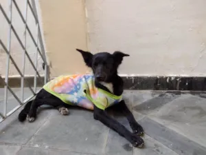 Cachorro raça SRD-ViraLata idade 2 anos nome Naomi