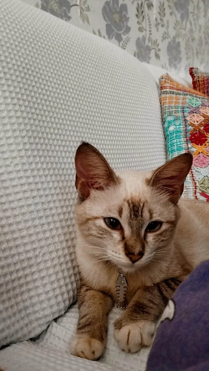 Gato ra a Siamês  idade Abaixo de 2 meses nome Ágatha 