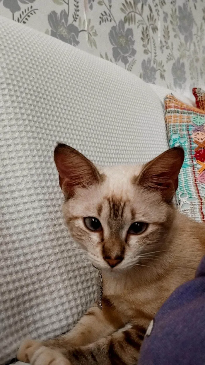 Gato ra a Siamês  idade Abaixo de 2 meses nome Ágatha 