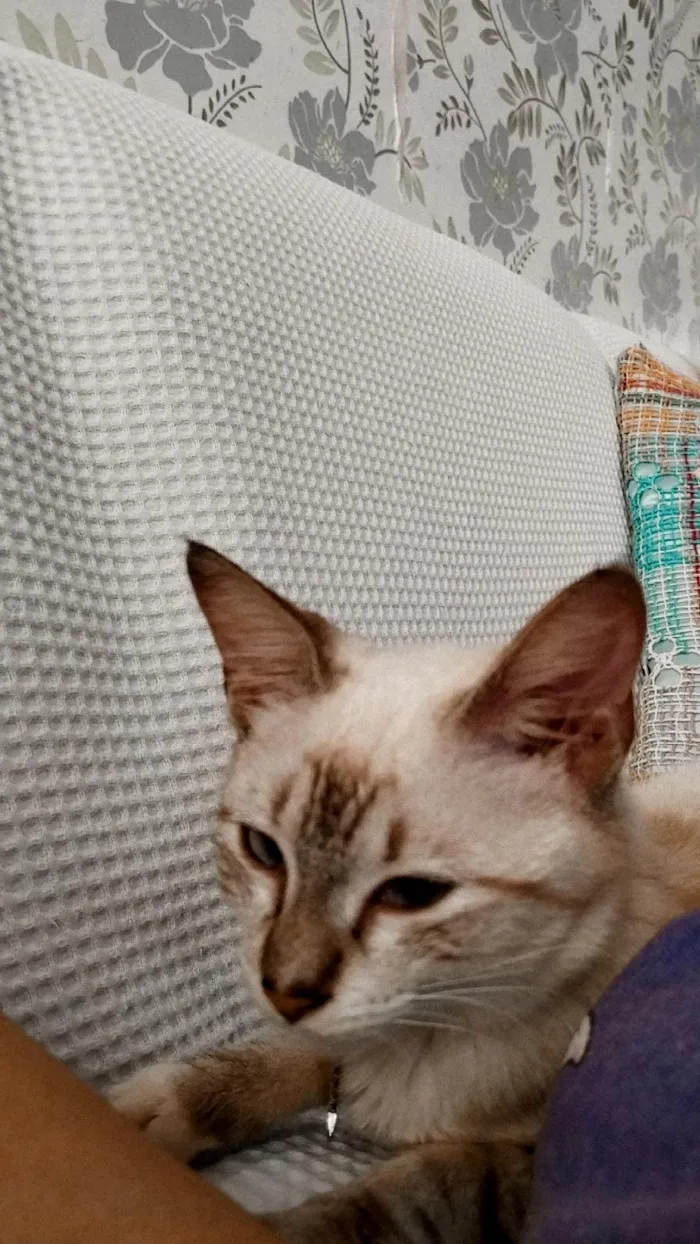 Gato ra a Siamês  idade Abaixo de 2 meses nome Ágatha 