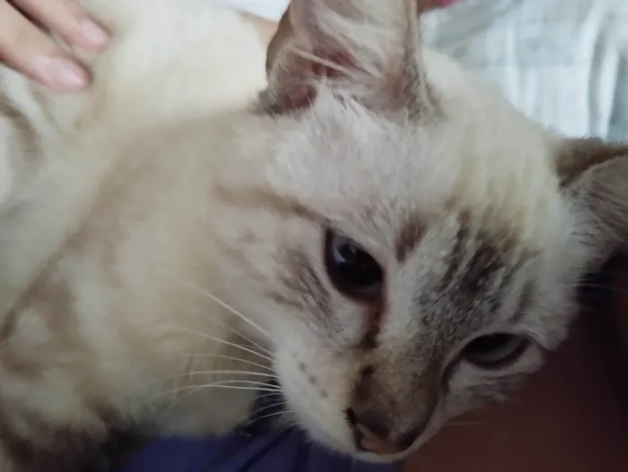 Gato ra a Siamês  idade Abaixo de 2 meses nome Ágatha 