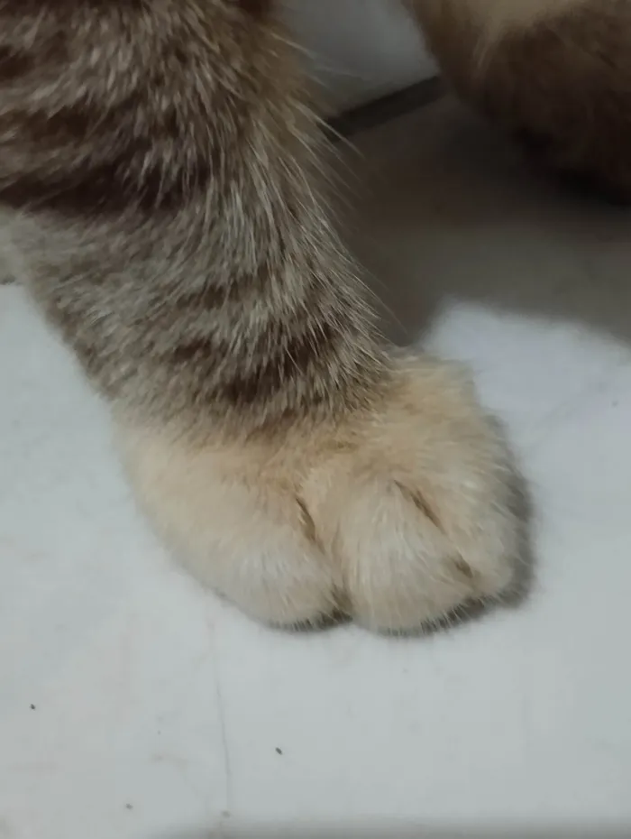 Gato ra a Siamês  idade Abaixo de 2 meses nome Ágatha 
