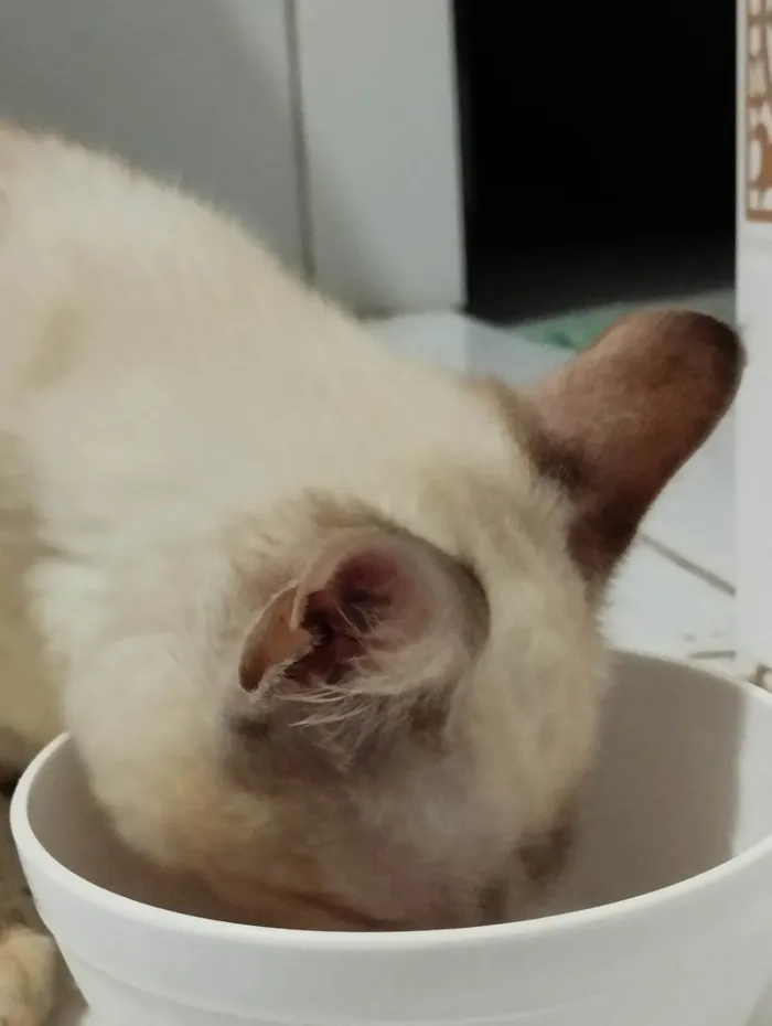Gato ra a Siamês  idade Abaixo de 2 meses nome Ágatha 