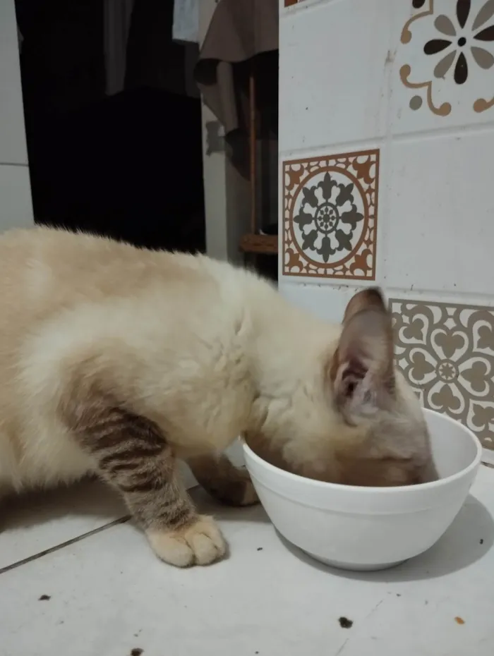 Gato ra a Siamês  idade Abaixo de 2 meses nome Ágatha 