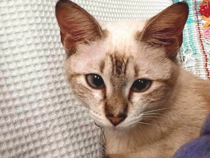 Gato ra a Siamês  idade Abaixo de 2 meses nome Ágatha 