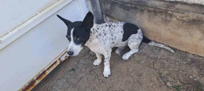 Cachorro ra a Misto idade 6 ou mais anos nome Boy