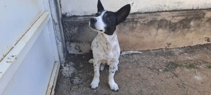 Cachorro ra a Misto idade 6 ou mais anos nome Boy