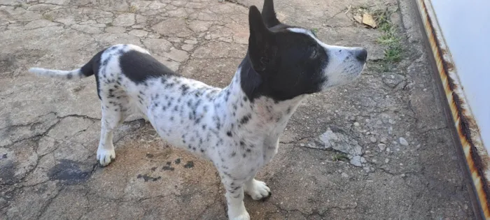 Cachorro ra a Misto idade 6 ou mais anos nome Boy