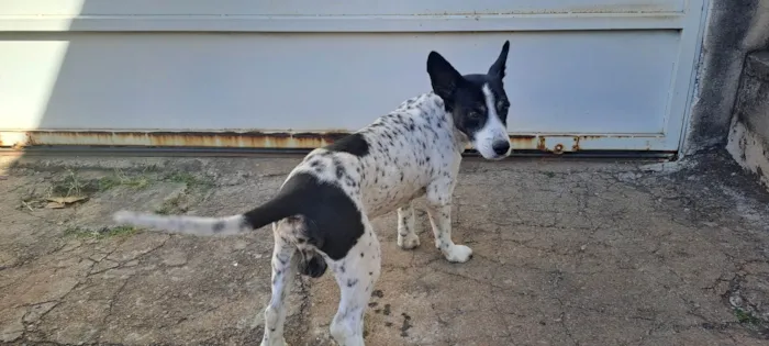 Cachorro ra a Misto idade 6 ou mais anos nome Boy