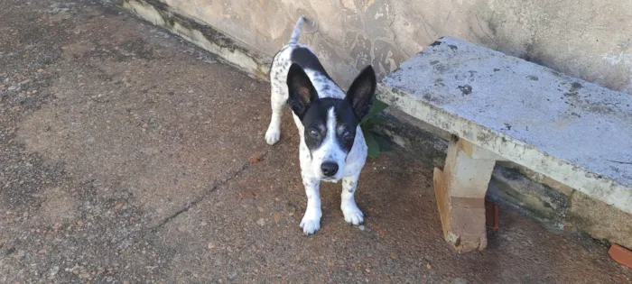 Cachorro ra a Misto idade 6 ou mais anos nome Boy