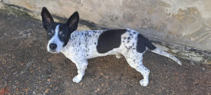 Cachorro ra a Misto idade 6 ou mais anos nome Boy