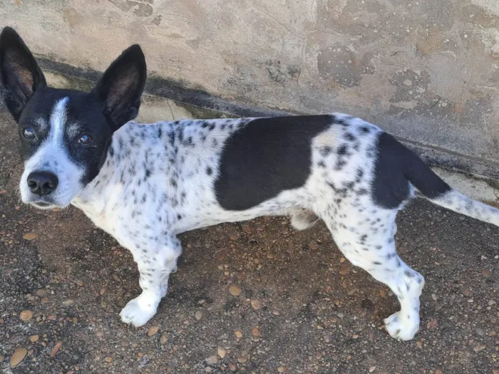 Cachorro ra a Misto idade 6 ou mais anos nome Boy