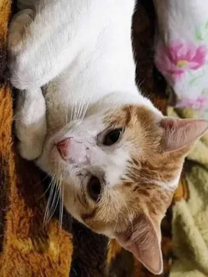 Gato raça SRD-ViraLata idade 1 ano nome MEIA LUA