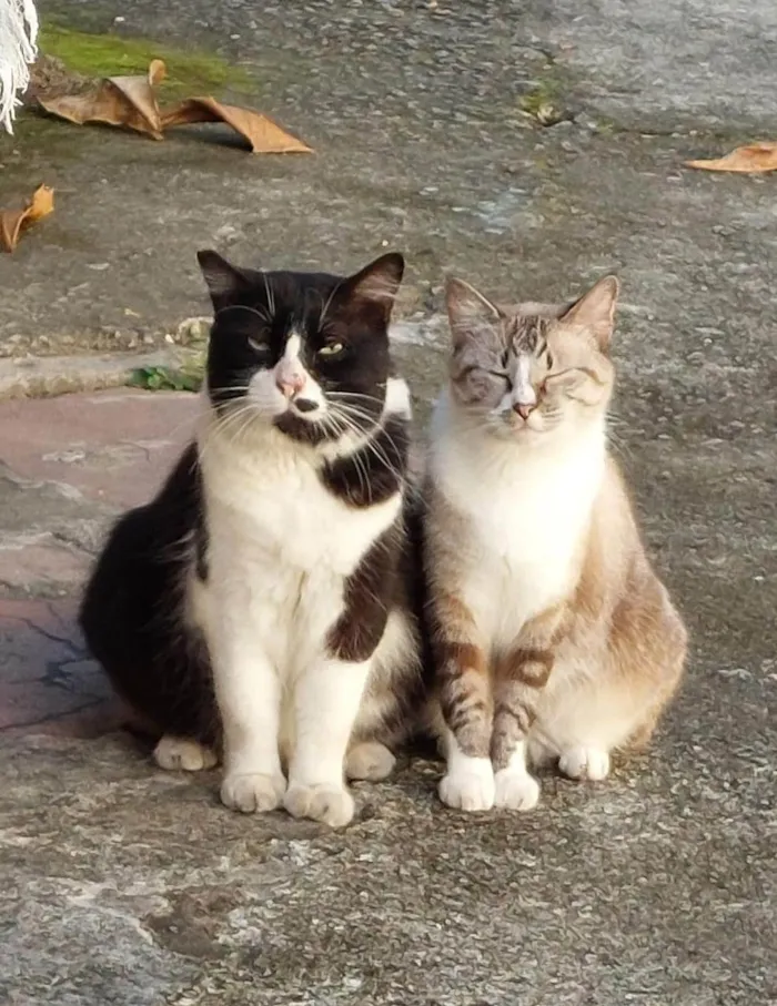 Gato ra a srd-frajolinha idade 3 anos nome FRAJOLA