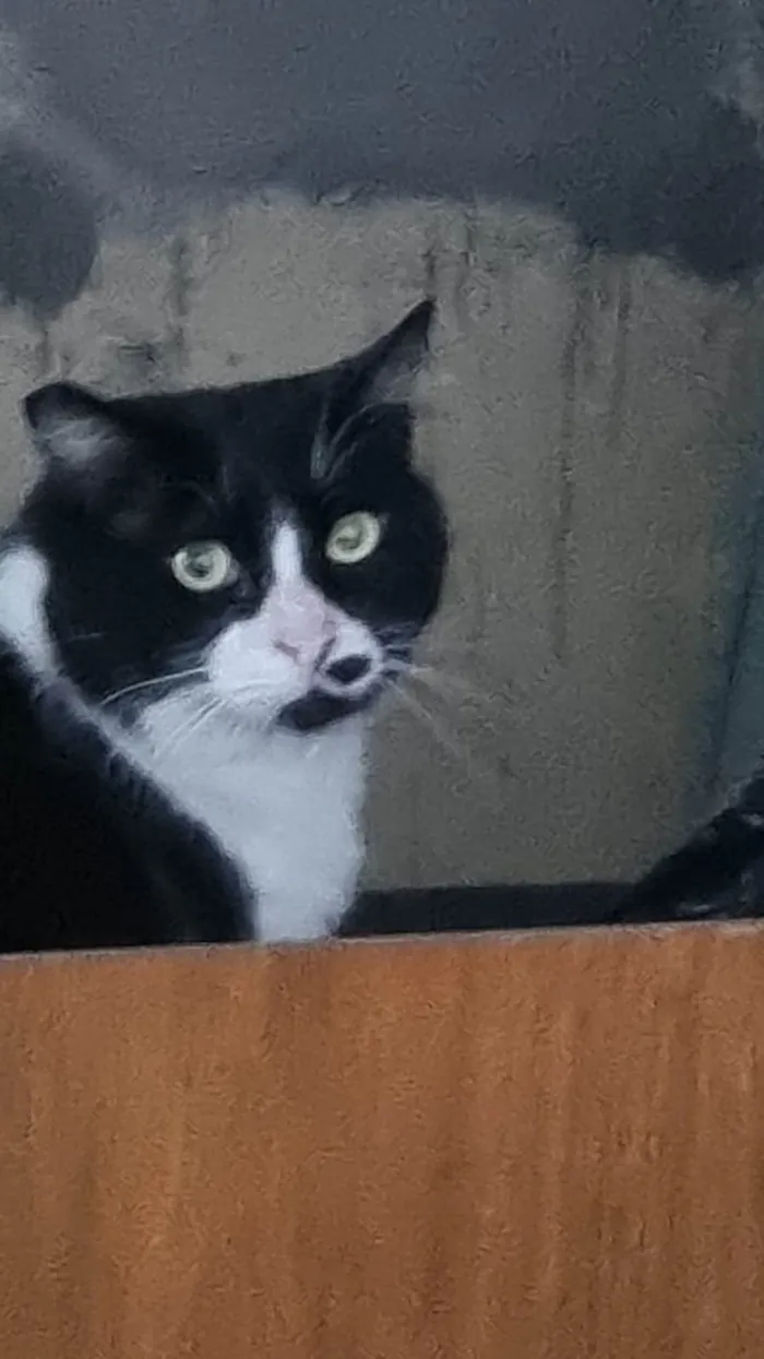 Gato ra a srd-frajolinha idade 3 anos nome FRAJOLA