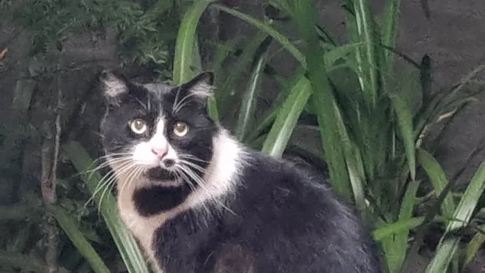 Gato ra a srd-frajolinha idade 3 anos nome FRAJOLA