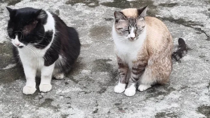 Gato ra a srd-frajolinha idade 3 anos nome FRAJOLA