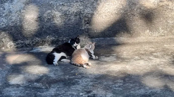 Gato ra a srd-frajolinha idade 3 anos nome FRAJOLA