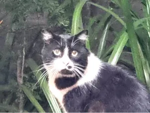 Gato raça srd-frajolinha idade 3 anos nome FRAJOLA