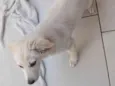 Pipoca