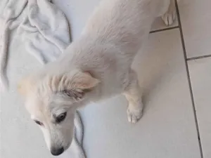 Cachorro raça Vira-lata idade 2 a 6 meses nome Pipoca
