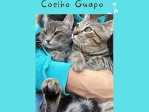 Gato raça SRD-ViraLata idade 2 a 6 meses nome ADOÇÃO CONJUNTA
