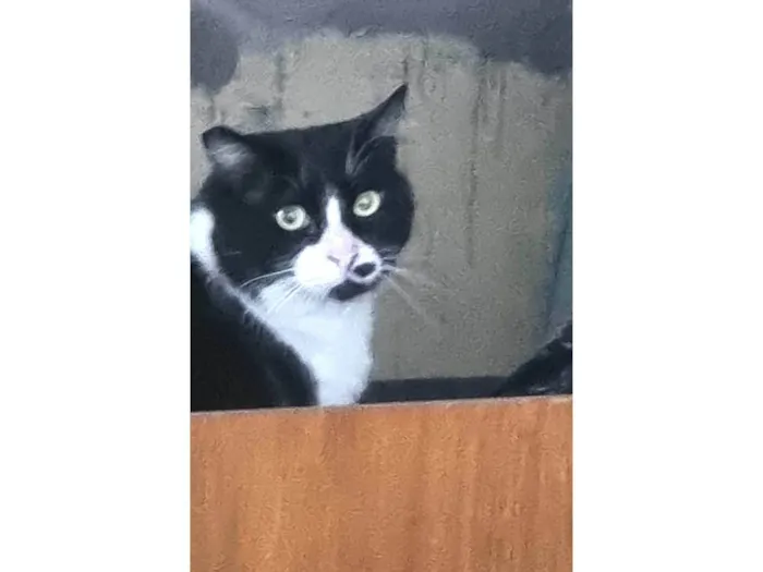 Gato ra a srd-frajolinha idade 3 anos nome FRAJOLA